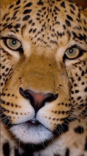 Face to Face With a Leopard at Okonjima, Namibia 🐆😳 | Wild Zone TV