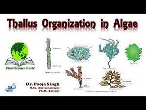 Thallus Organisation in Algae