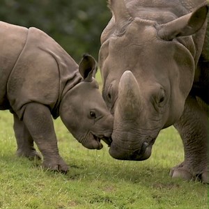 91K views · 6K reactions | He's bolshie. He's cheeky. He's quite the handful for mum. He's been named... Akeno! 憐 | Chester Zoo | Facebook