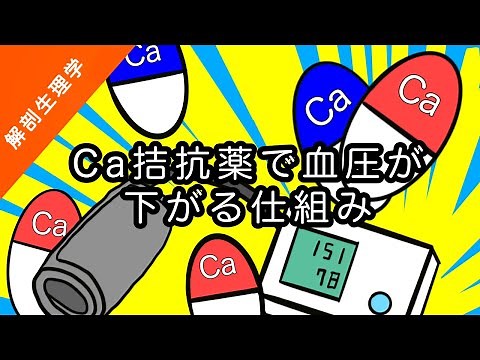 【解剖生理学】カルシウム拮抗薬で血圧が下がる仕組みをざっくり解説【看護に役立つ】