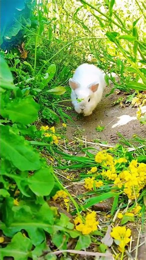 A little bunny can melt your heart ❤️#bunny #animal #cute #rabbit