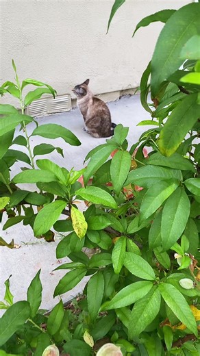 #creatorsearchinsights #beautiful creatures