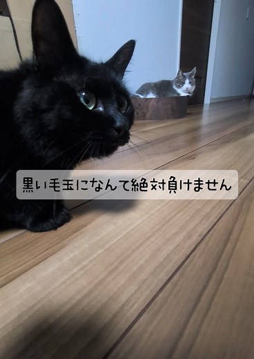 ねこvs飼い主 ドミノ倒し対決｜黒猫と遊ぶコツ