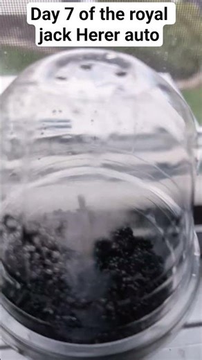 day 7 of the royal jack herer auto