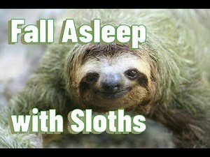 Fall Asleep with Sloths