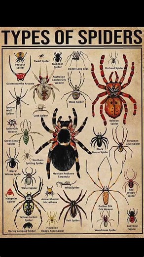 Types of Spiders: Exploring Green Lynx Spider and More