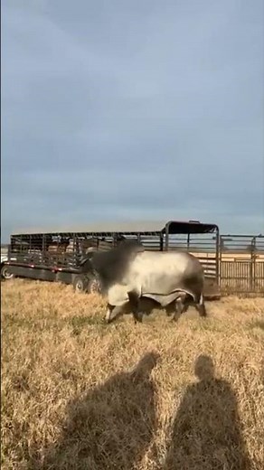 BIG Bull meets the Ladies for Breeding Time #bull #cow #champion #breeding #animals #cattle #farm
