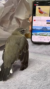 29K views · 1.6K reactions | Bird school for Christopher Robin. He is...