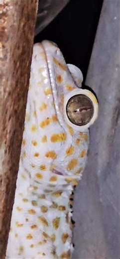 Gecko Sounds #biglizard #gecko #lizard #Short