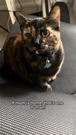 Cat Math - Beanie edition 🐱🐱😻#catshorts #catfunny