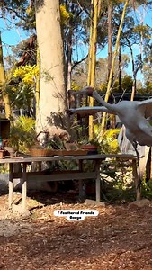 8.9K views · 1.6K reactions | The Black Cockatoo conservation Experience 凉 . . . #bird #birds #cockatoo #blackcockatoo #parrot #parrots | Feathered Friends | Facebook