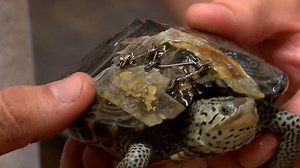 See how bra clasps can save a turtle's life