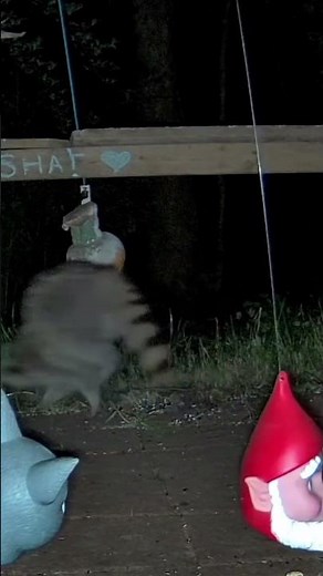 Raccoon walking on front legs only. #raccoon #animal #nature