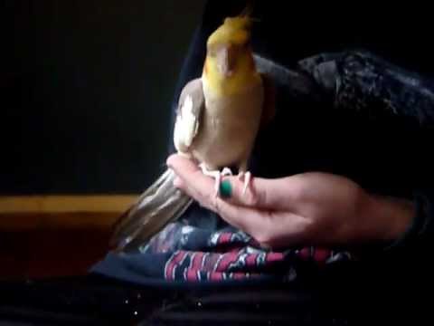 Trimming a cockatiel's nails