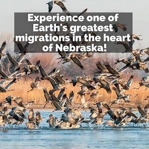 201 reactions · 93 shares | Every spring, over 500,000 Sandhill...