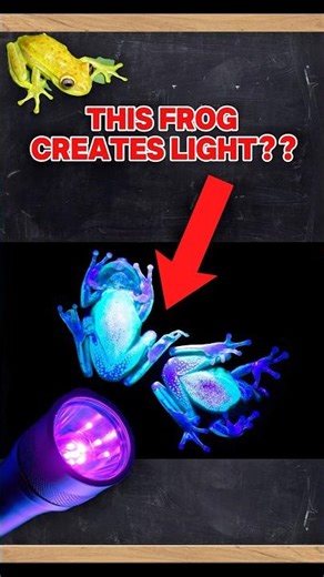 Can this frog really light up ? #informative #educational #animals