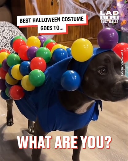 Can you guess what this dog's outfit is before the reveal? 🤣 | LADbible Australia