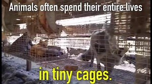 61K views · 1.3K reactions | 85% of fur comes from fur farms, & it's a horrifying reality. | peta2 | Facebook