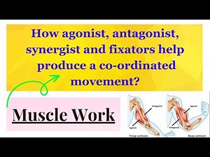 Group action of muscle- agonist, antagonist, synergist, fixators.