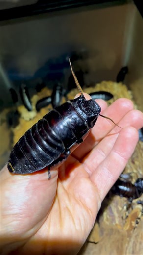 Roach Crossing on Instagram: "Happy Halloween! No Elliptorhina javanica (Halloween hissers) here, just the biggest "Black Tiger" hisser I've ever seen and some friendly Gryllus sp. "Tallahassee, FL" in the background! 😂 #entomology #halloween #cockroach"