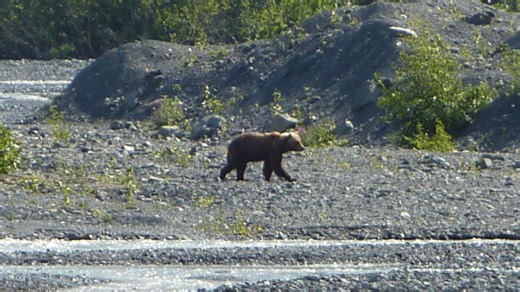Hikers Fight Off Bear Attack In Alaska National Park