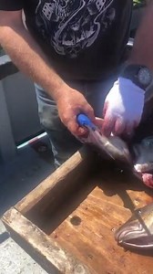 How to. Cutting out cod tongues fine day on the water #newfoundland #atlantic #cod #tongue #fishing
