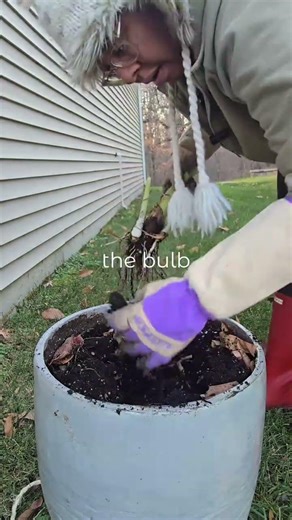 Pulling up Elephant Ears