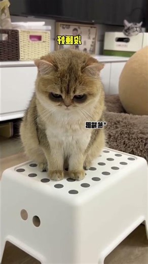 Snore Concert vs Scaredy Cat 😹🌙