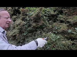 Removing brambles and their roots from within shrubs