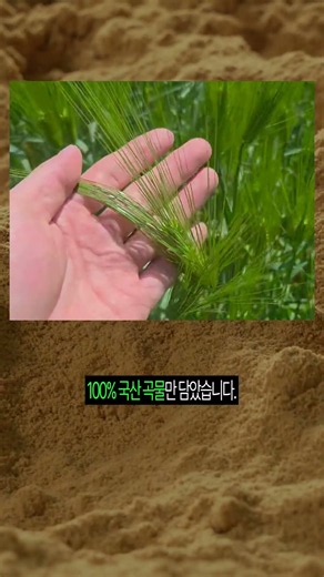 미숫가루 만들러 밭으로 갑니다💚