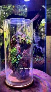 Turned a mossy laterite rock into an upside-down glass terrarium! 🌱 #terrarium