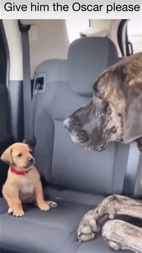 Give him an Oscar 😂 #shorts