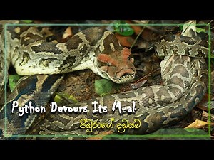 Silent Predator: Python Devours Its Meal 🌳🐍🇱🇰 පිඹුරා | Pibura | Indian Rock Python | Python molurus