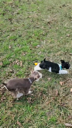 My sweet babies, Saturn and Galaxy!! 🥰😍 #socute #minischnauzer #puppylife
