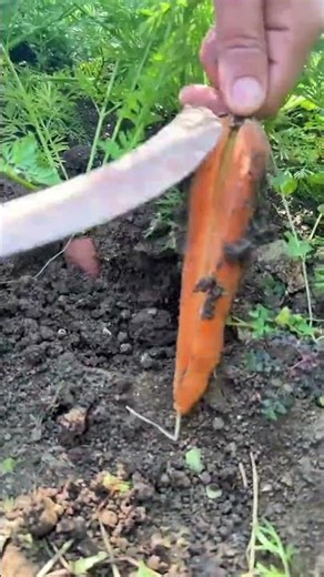 HP 77777 mini rotary tilling and riding all-in one tree