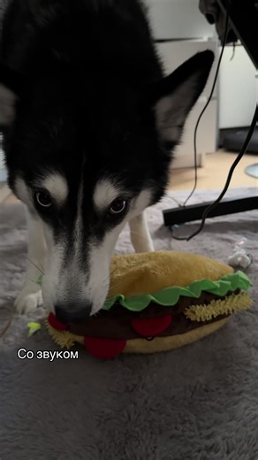 Playtime Fun with Energetic Huskies