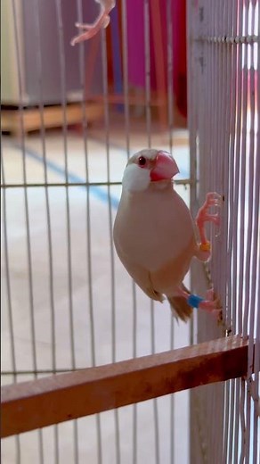Java Finches Birds 🦜🕊️ #shorts #youtubeshorts #fawnjava #javasparrow #birds