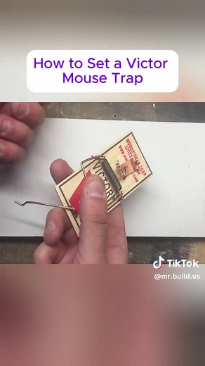 How to Set a Victor Mouse Trap#diy #diyproject #tips #build | how to set a mouse trap