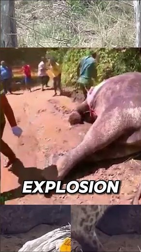 The Science Why Animals Explode #animals