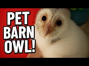Meet Our Baby Barn Owls! 🦉 Watch Them Grow Day by Day | Owl Chick Journey Begins