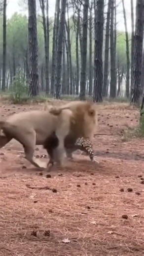Would a leopard’s speed be enough to challenge a lion’s strength?😮#leopard #lion #animals #vs #fight