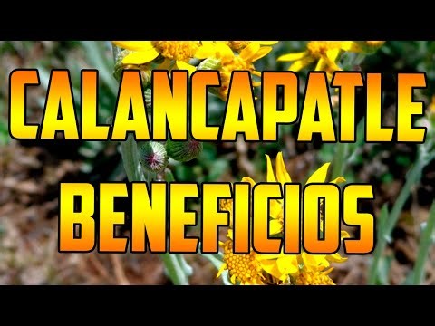 CALANCAPATLE #benefits Packera bellidifolia 🌿 ¿PARA QUE SIRVE ? 🌿Usos🌿 #plants 🌿 #nature CALANCA