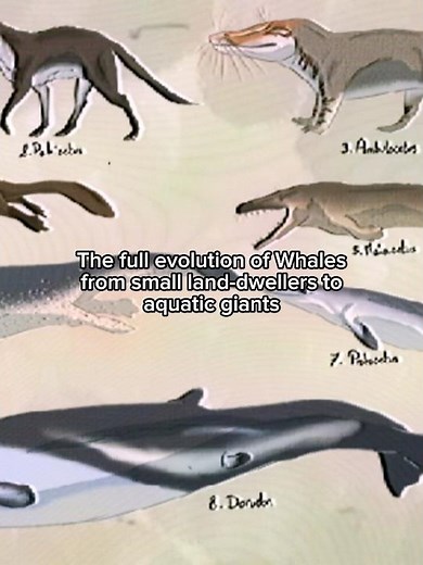 The full evolution of whales from land animals to aquatic giants #evolution #prehistoric #whale