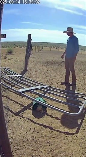 Stray dog bursts through repair bay #cctv #nearmiss #mechanic #unexpected