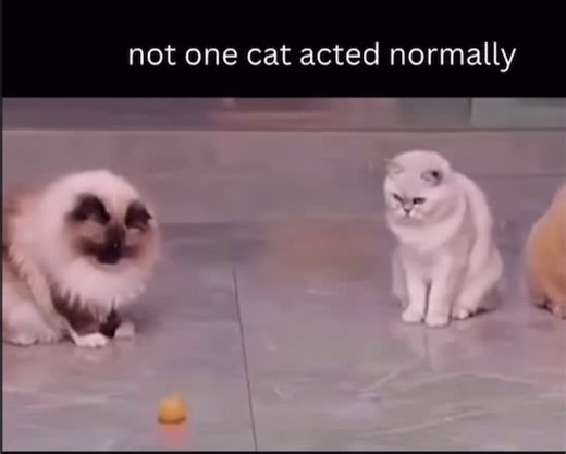 Easy Orange Cat Drawing Tutorial | Funny Cats Painting