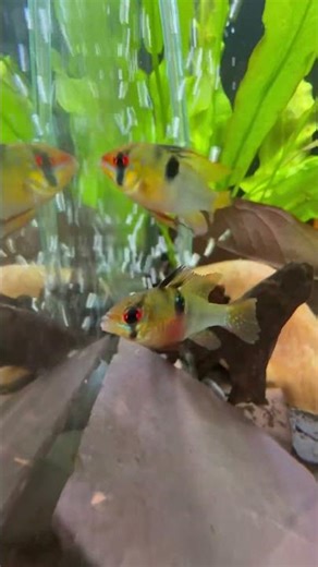 German Blue Ram Pair #ram #fish #freshwaterfish #plantedtank #aquarium