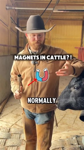 Tucker Brown on Instagram: "We put a magnet on any of our cattle that are going to get feed. That magnet will stay with them forever. It’s cheap and easy. Try it out. #ranching #cattle #bulls #feed #cowboy #horses #farming #redangus #angus #aggear"