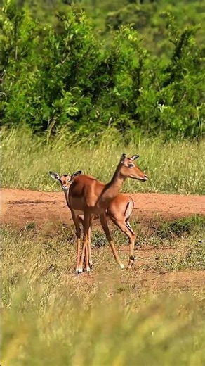 Impala in the Kruger Park of South Africa.
