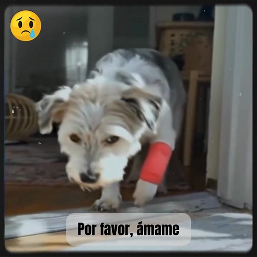 🌟 Con la piel pegada a los huesos, los ojos suplicantes y una soledad interminable, el perro débil finalmente pudo sentir el cuidado, el amor y una verdadera familia. Click the link to see more stories: https://dailynews.besttopixs.com/posts/con-la-piel-pegada-a-los-huesos-los-ojos-suplicantes-y-una-soledad-interminable-el-perro-debil-finalmente-pudo-sentir-el-cuidado-el-amor-y-una-verdadera-familia-w-hanni/ | Rescate Leal