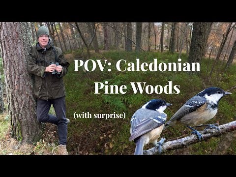 POV: Caledonian Pine Forest and River Walk